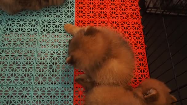 Grabación Full 1080P Pomeranian Cachorro Pom Rascarse Cabeza Con Las — Vídeos de Stock