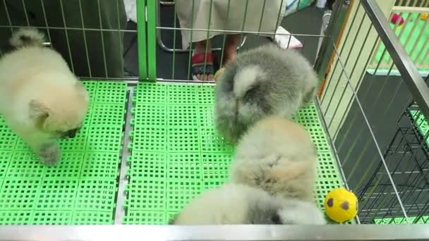 Footage Full 1080P Pomeranians Puppy Pom Walking Kennel Pet Shop — Stock Video