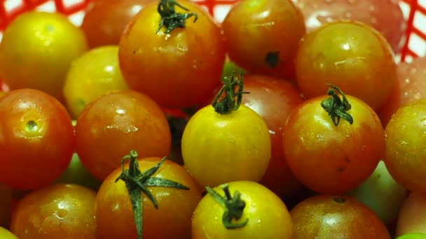 Volledige 1080P Close Kerstomaat Solanum Lycopersicum Een Langzaam Draaiende Rode — Stockvideo
