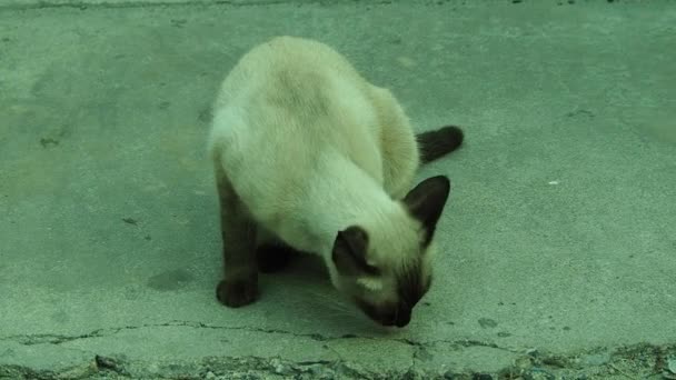 Відеозапис 1080P Сіамський Кіт Felis Catus Світло Темно Коричневий Нюхаючи — стокове відео