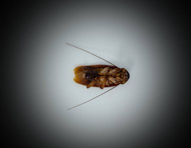 Hamamböceği (Blattodea) resmin ortasında, sırtüstü yatarken beyaz arka planda (daire) öldü. Çerçevenin etrafında siyah