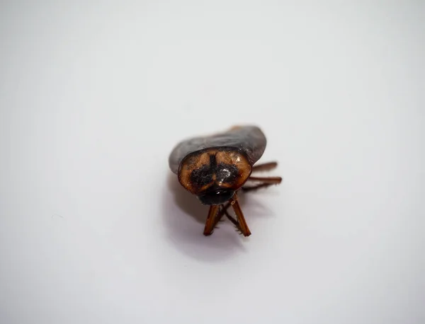 Kahverengi Bir Böceğe Yaklaş — Stok fotoğraf