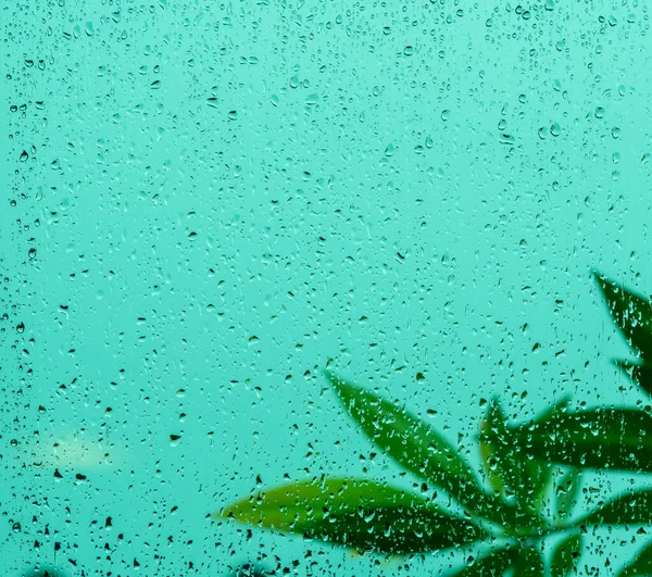 Gotas Lluvia Cristal Ventana Desenfoque Hojas Verdes Temporada Lluvias —  Fotos de Stock