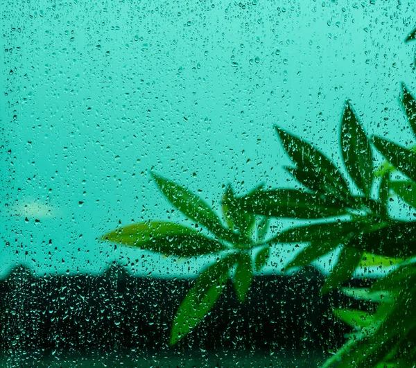 Gotas Chuva Vidro Janela Borrão Ramos Folhas Verdes Sombras Telhado — Fotografia de Stock