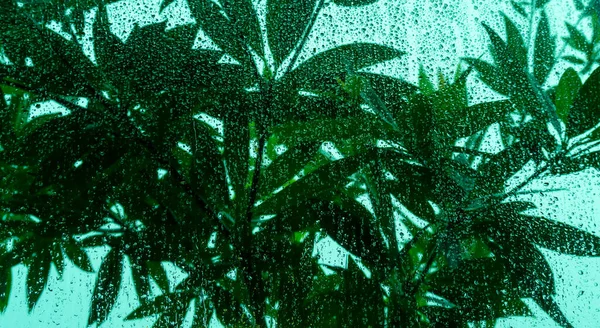 Raindrops Window Glass Blurry Branches Green Leaves Rainy Season —  Fotos de Stock