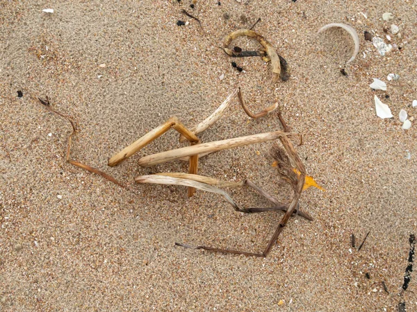High Angle Shot Sea Plants Dry Beach Dirty Unsightly Rotten — Fotografia de Stock