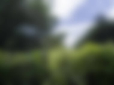 yeşil bulanık orman arka planı, soyut doğa arka planı