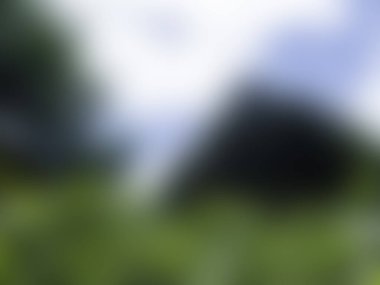 Bulanık yeşil ormanın soyut arka planı