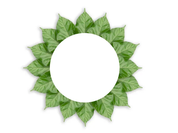 白い背景に葉のイラスト 美しい葉のデザインとコピースペース 自然パターンだ 画像の中央にある円の白い空間 熱帯緑の葉が — ストック写真