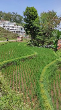 Cicalengka, Endonezya 'da küçük bir tepenin kenarındaki teraslı pirinç tarlalarının fotoğrafı.