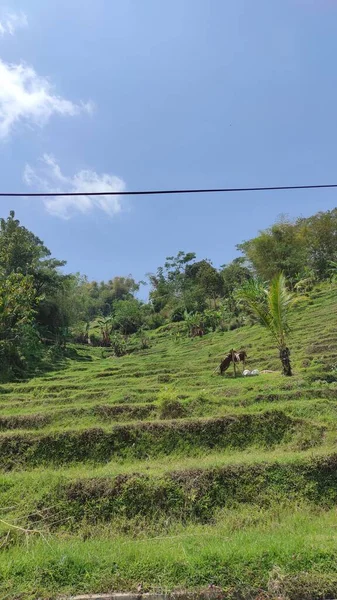 Foto Campos Arroz Terraços Lado Uma Pequena Colina Cicalengka Indonésia — Fotografia de Stock