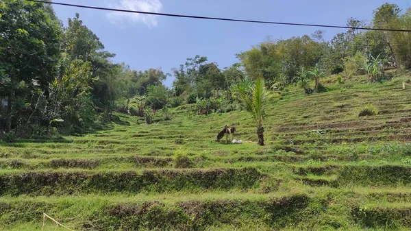 Foto Campos Arroz Terraços Lado Uma Pequena Colina Cicalengka Indonésia — Fotografia de Stock