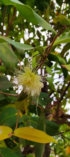 Abstract Defocused Blur Photo Flowers Guava Fruit Tree Day Stock — Stock Photo, Image