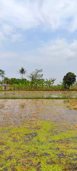 Foto Abstracta Desenfocada Campos Arroz Inundados Llenos Agua Área Cikancung —  Fotos de Stock