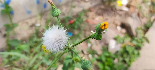 Foto Astratta Sfocata Fiore Tarassaco Bianco Nella Zona Rancaekek Indonesia — Foto Stock