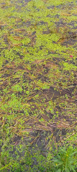 Снимок Затопленных Рисовых Полей Заполненных Водой Районе Канкунг Индонезия — стоковое фото