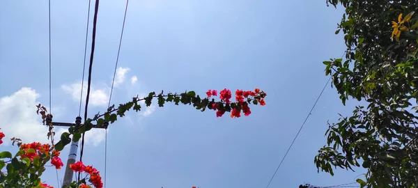 Φωτογραφία Από Ένα Ψηλό Λουλούδι Που Φυτρώνει Από Κάτω Φόντο — Φωτογραφία Αρχείου
