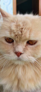 Endonezya 'nın Rancaekek bölgesinde çeşitli açılardan çekilen tüylü bir kedinin ifadesi ve davranışı.