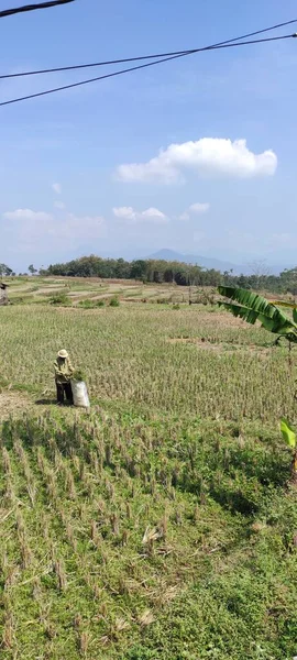 Zdjęcie Rolnika Zbierającego Ryż Worku Rejonie Cikancung Indonezja — Zdjęcie stockowe