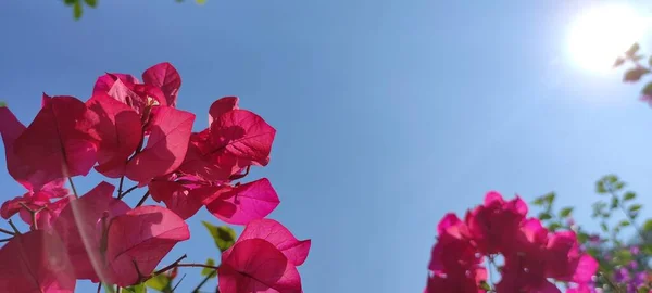 Фото Розовых Цветов Фоне Голубого Неба Районе Cikancung Индонезия Копировальное — стоковое фото