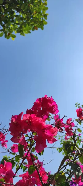 Foto Flores Rosadas Con Fondo Cielo Azul Área Cikancung Indonesia — Foto de Stock