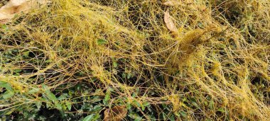 Endonezya 'nın Cikancung bölgesinde bir çit dokusuna sahip soyut odaklanmış fotoğraf