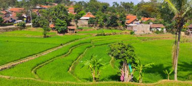 Endonezya 'nın Cikancung bölgesinde muz ve hindistan cevizi ağaçlarıyla çevrili geniş bir pirinç tarlasının soyut fotoğrafı değil.