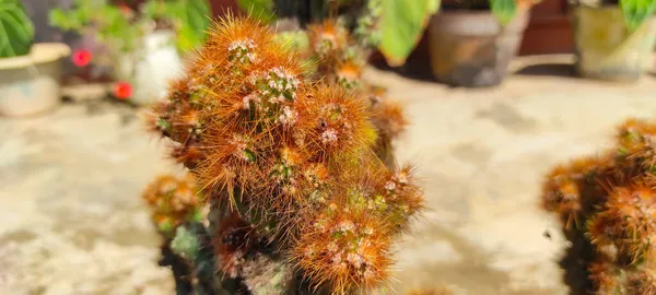 Foto Uma Planta Cacto Pote Frente Uma Casa Área Cikancung — Fotografia de Stock