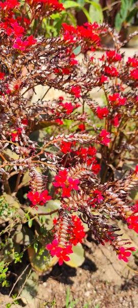 观赏植物 开红花 印度尼西亚锡坎贡 — 图库照片