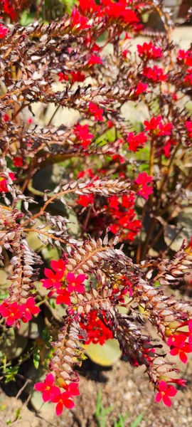 观赏植物 开红花 印度尼西亚锡坎贡 — 图库照片