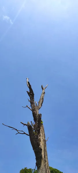 Расслабленное Абстрактное Фото Большого Мертвого Дерева Фоне Голубого Неба Районе — стоковое фото