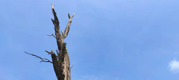 Расслабленное Абстрактное Фото Большого Мертвого Дерева Фоне Голубого Неба Районе — стоковое фото