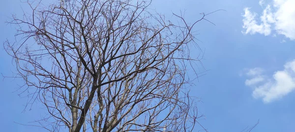 Ослабленная Абстрактная Фотография Большого Дерева Множеством Ветвей Которых Листьев Осени — стоковое фото