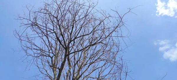Ослабленная Абстрактная Фотография Большого Дерева Множеством Ветвей Которых Листьев Осени — стоковое фото