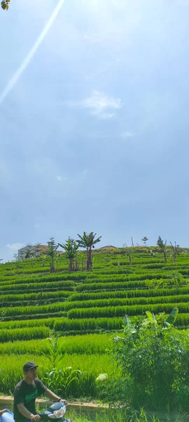 印度尼西亚西坎贡地区道路上装饰着梯田的抽象背景不清晰 — 图库照片