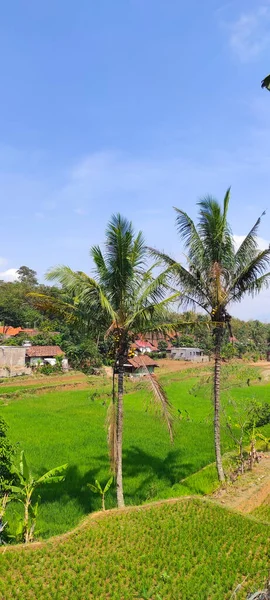 Focussed Abstract Photo Vast Rice Field Surrounded Banana Coconut Trees — Stock Photo, Image