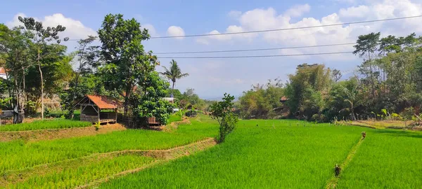 Focussed Abstract Photo Vast Rice Field Surrounded Banana Coconut Trees — Stock Photo, Image