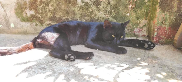 Foto Seekor Kucing Hitam Berbaring Dan Berjemur Pagi Hari Indonesia — Stok Foto