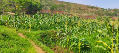 Cicalengka, Endonezya 'daki bir yamaçtaki mısır tarlasının arkaplan fotoğrafı.