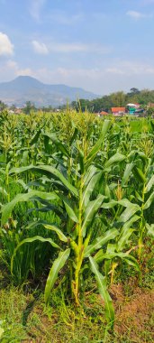 Cicalengka, Endonezya 'daki bir yamaçtaki mısır tarlasının arkaplan fotoğrafı.