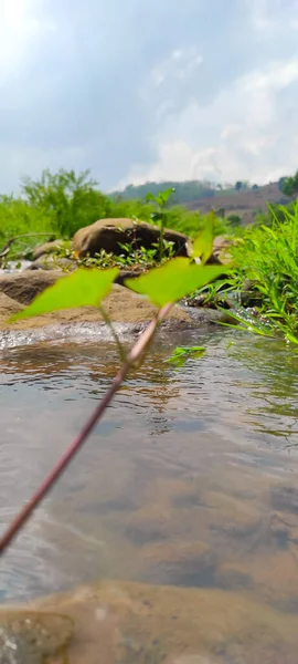 Photo Une Rivière Cicalengka Avec Des Rochers Des Plantes Sauvages — Photo