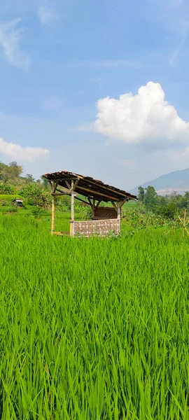 Abstrakt Defocused Foto Hydda Mitten Ett Risfält Cicalengka Området Indonesien — Stockfoto