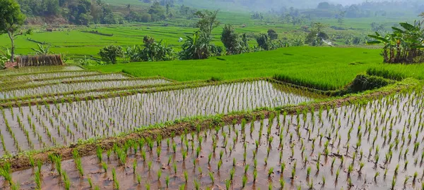 Background Photo Newly Planted Rice Terraced Rice Fields Hillside Cicalengka — Stock Photo, Image