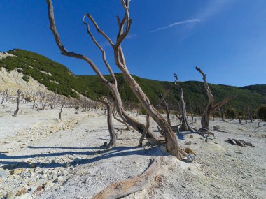 Endonezya 'nın Papandayan Dağı' nın tepesindeki ölü bir ormanın soyut odaklanmış fotoğrafı