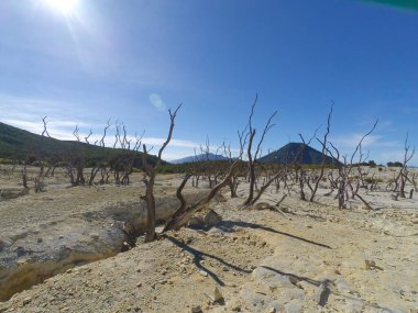 Endonezya 'nın Papandayan Dağı' nın tepesindeki ölü bir ormanın soyut odaklanmış fotoğrafı