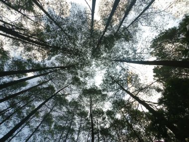Soyut odaklanmış bulanık arkaplan sabah Cikancung, Endonezya 'daki pirinç tarlalarının fotoğrafı