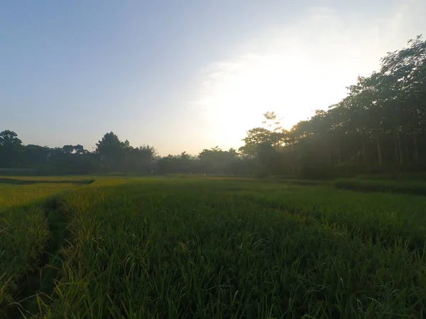 Abstrakcyjne Rozmyte Tło Zdjęcie Pól Ryżowych Rano Cikancung Indonezja — Zdjęcie stockowe