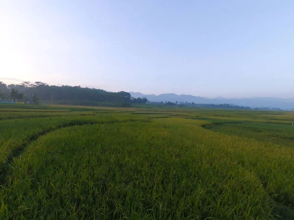 要旨集中ぼやけた背景写真 午前中の稲畑 インドネシア キカンプン — ストック写真