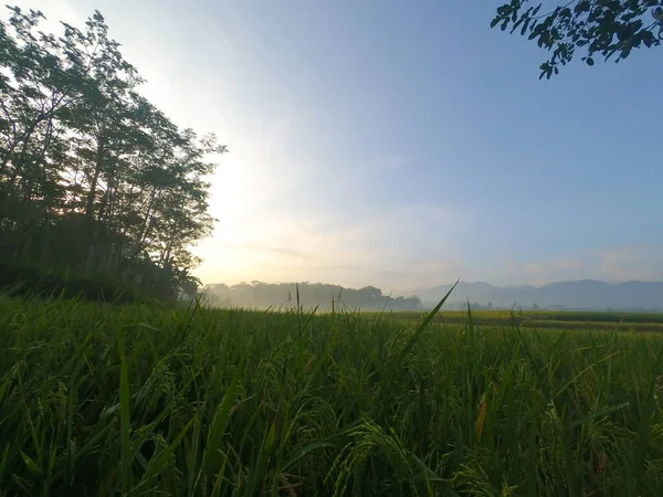 Abstract Defocused Blurred Background Photo Rice Fields Morning Cikancung Indonesia — Stock Photo, Image