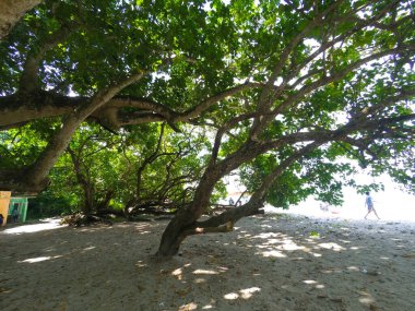Pangandaran, Endonezya sahilindeki ağaçların bulanık arkaplan fotoğrafı
